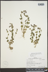 Scutellaria parvula image