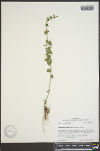 Scutellaria cardiophylla image