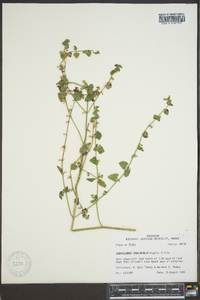 Scutellaria cardiophylla image