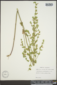 Scutellaria cardiophylla image