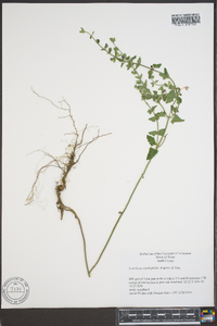 Scutellaria cardiophylla image