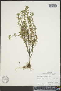 Scutellaria drummondii image