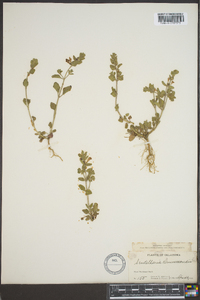 Scutellaria drummondii image