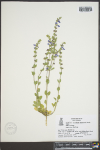 Scutellaria drummondii image