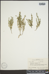 Scutellaria drummondii image