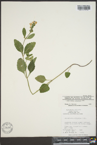 Scutellaria elliptica image