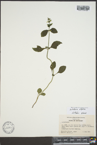 Scutellaria elliptica image