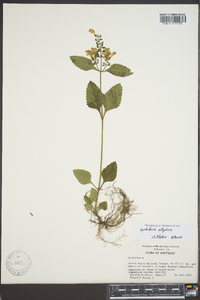 Scutellaria elliptica image