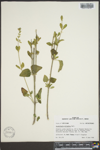 Scutellaria elliptica image