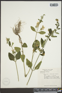 Scutellaria elliptica image