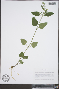 Scutellaria elliptica image