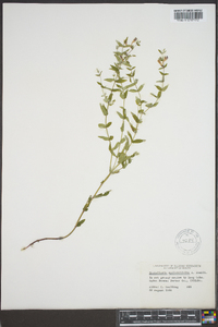 Scutellaria galericulata image