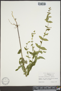 Scutellaria galericulata image