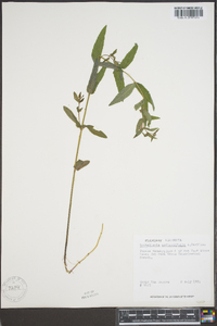 Scutellaria galericulata image