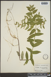 Scutellaria galericulata image