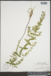 Scutellaria galericulata image