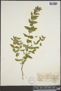 Scutellaria galericulata image