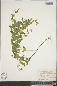 Scutellaria galericulata image