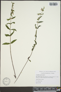 Scutellaria galericulata image