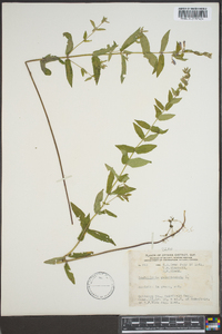 Scutellaria galericulata image