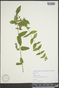 Scutellaria galericulata image