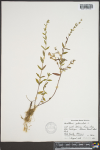 Scutellaria galericulata image