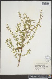 Scutellaria galericulata image