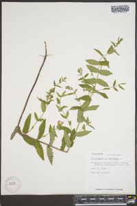 Scutellaria galericulata image