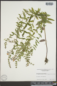 Scutellaria galericulata image