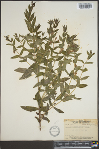 Scutellaria galericulata image