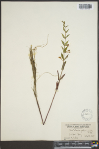 Scutellaria galericulata image