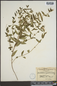 Scutellaria galericulata image