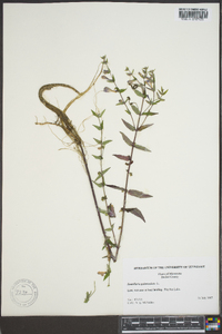 Scutellaria galericulata image