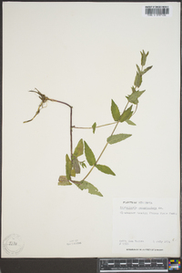 Scutellaria galericulata image