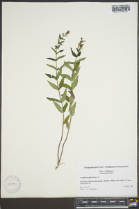 Scutellaria galericulata image