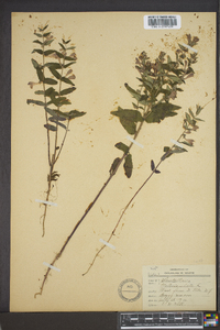 Scutellaria galericulata image