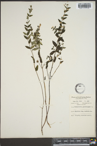 Scutellaria galericulata image