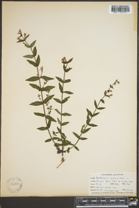 Scutellaria galericulata image