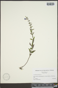 Scutellaria galericulata image