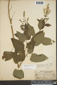 Scutellaria incana image