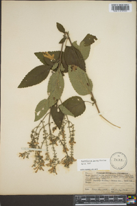 Scutellaria incana image