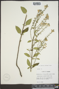 Scutellaria incana image