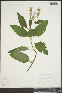 Scutellaria incana image