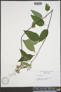 Scutellaria incana image