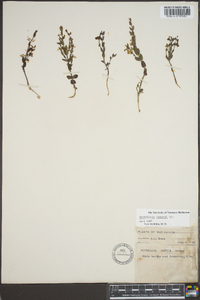 Scutellaria parvula var. leonardii image