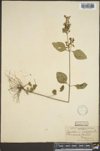 Scutellaria ovalifolia image