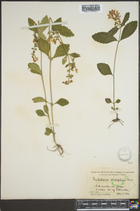 Scutellaria ovalifolia image