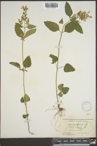 Scutellaria ovalifolia image