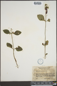 Scutellaria ovalifolia image