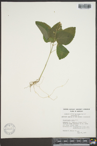 Scutellaria ovata image